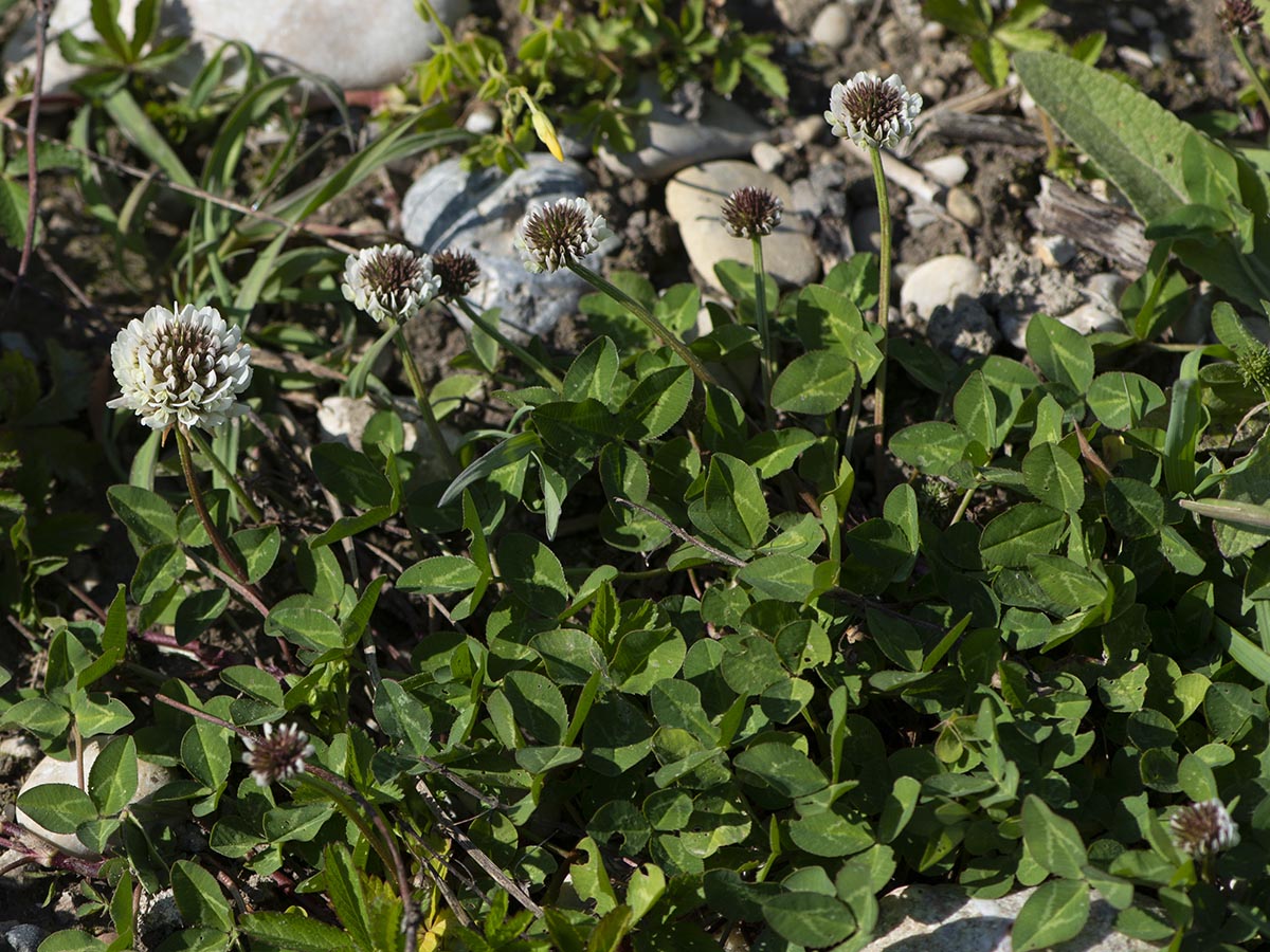 Trifolium repens