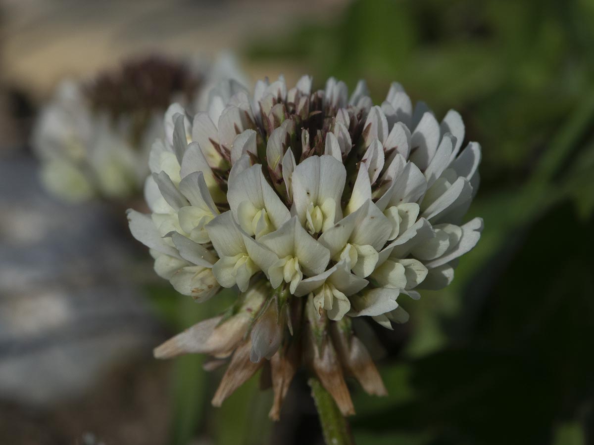 Trifolium repens