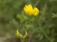 Kanarenkiefernwald-Hornklee