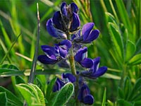 Kleinblättrige Lupine