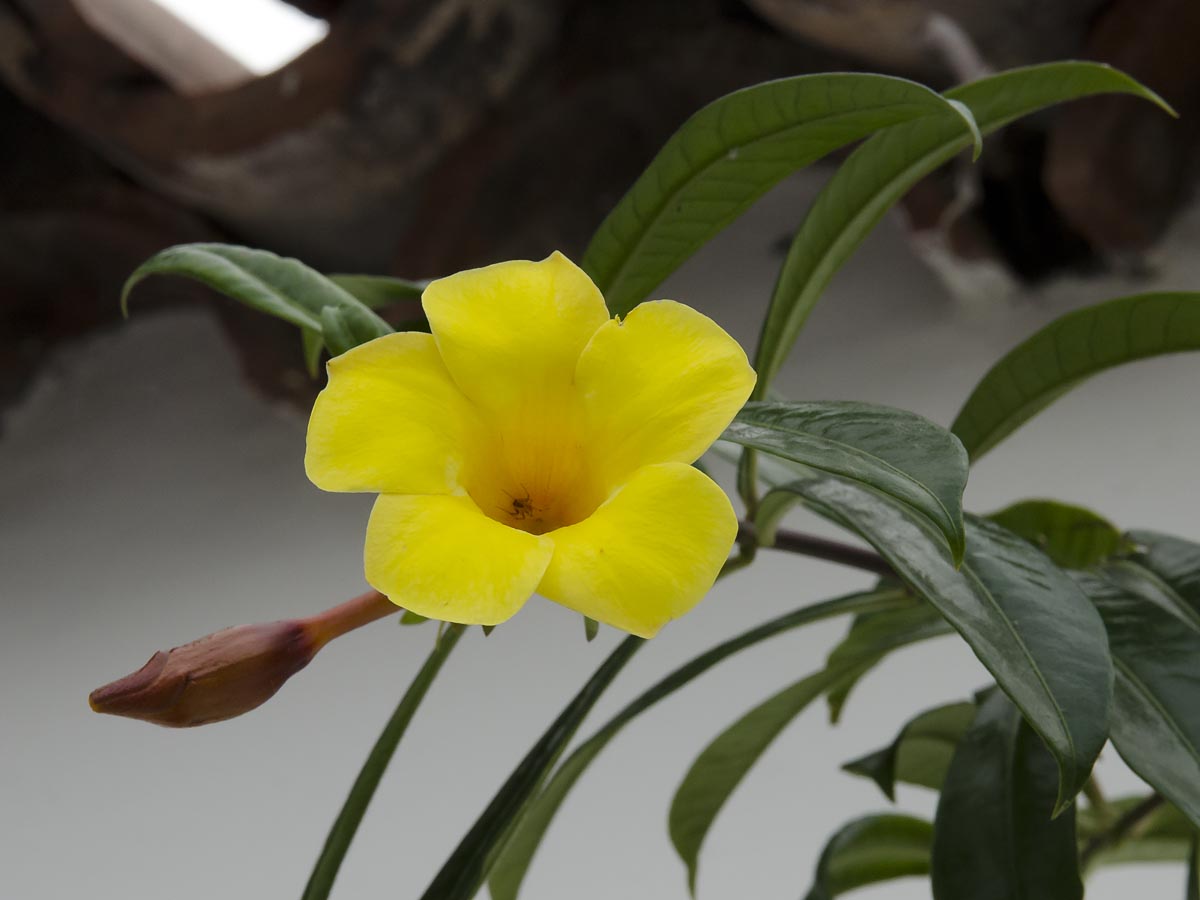 Allamanda cathartica