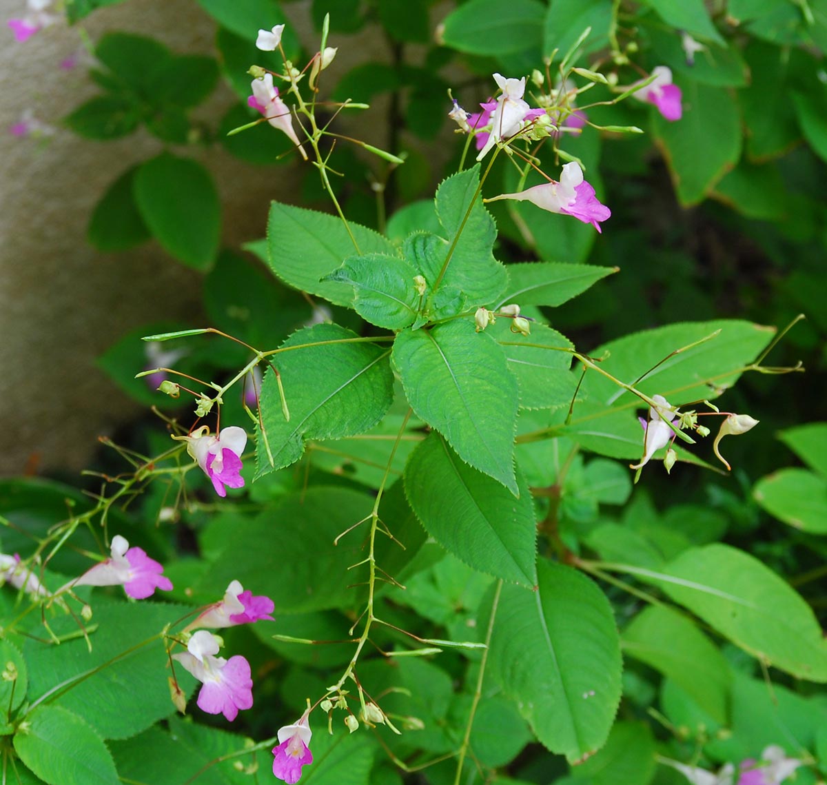 Impatiens balfourii