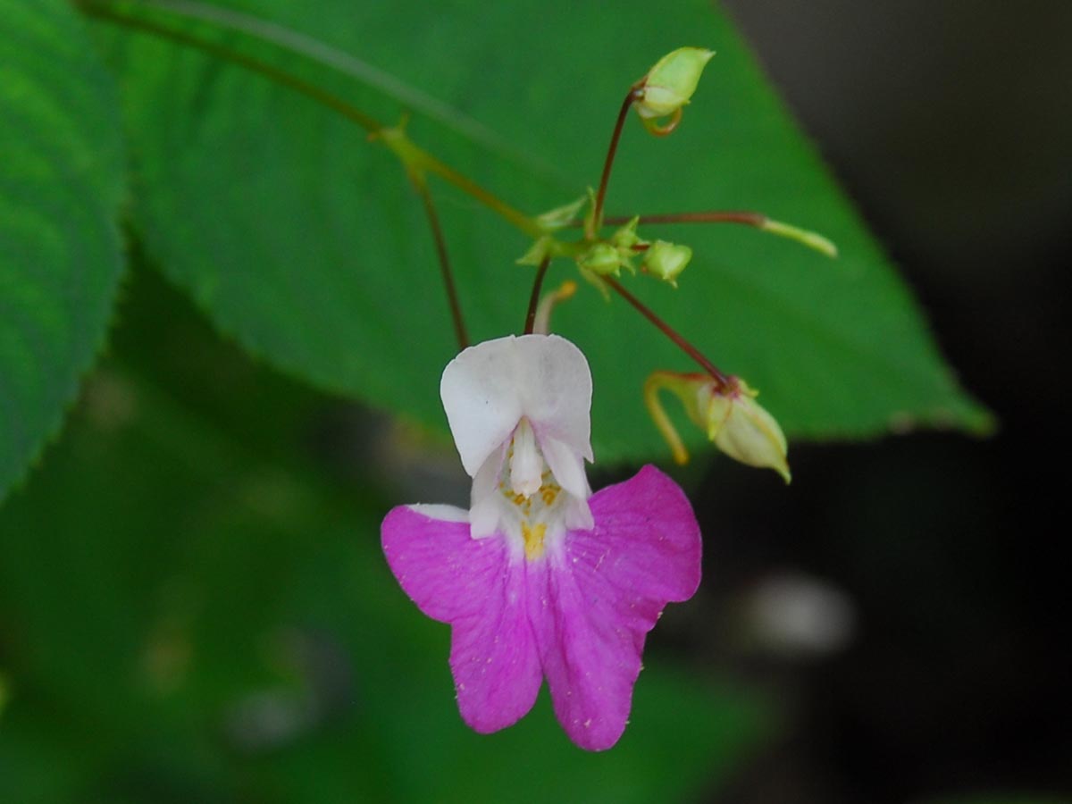 Impatiens balfourii