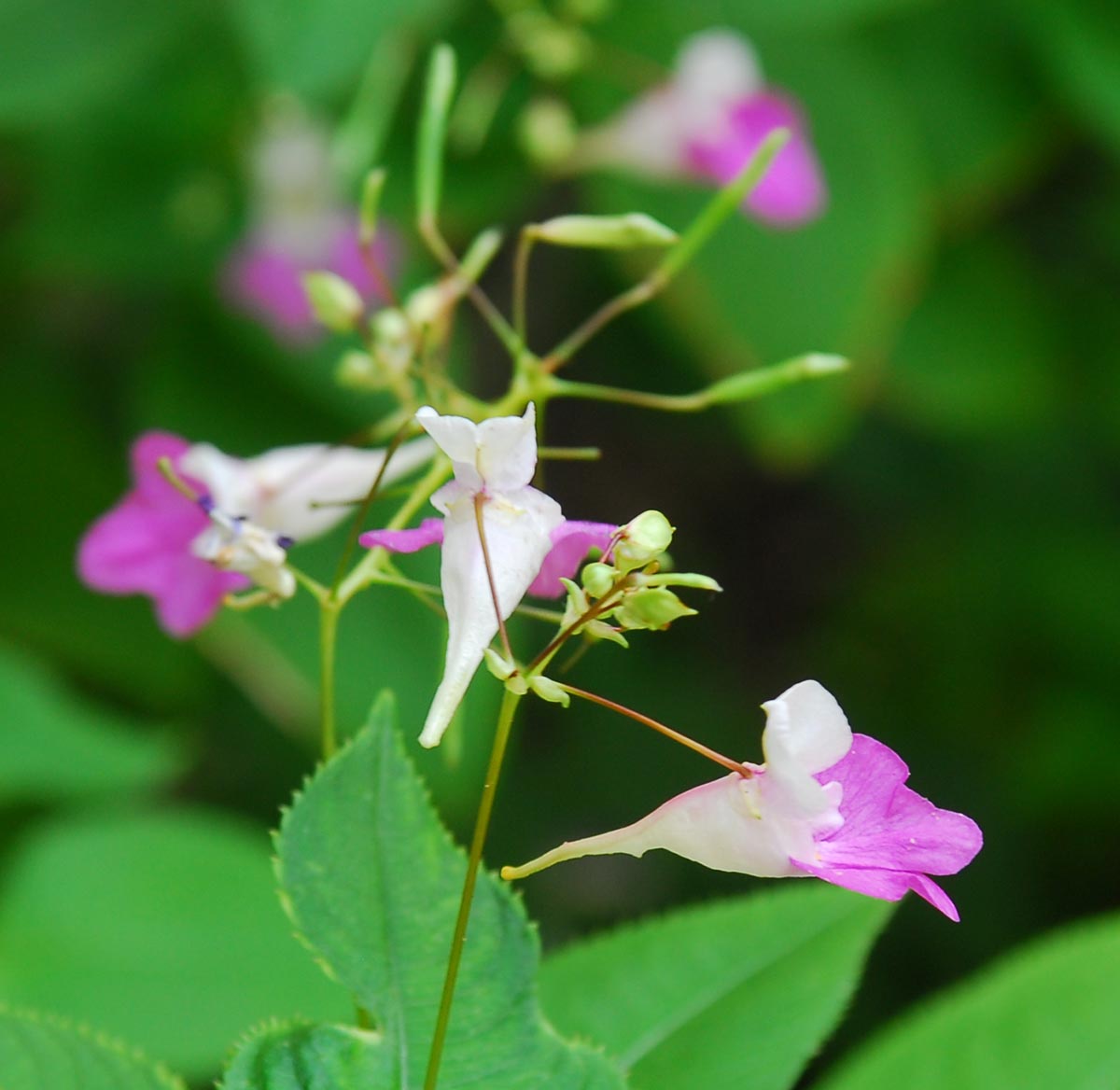 Impatiens balfourii