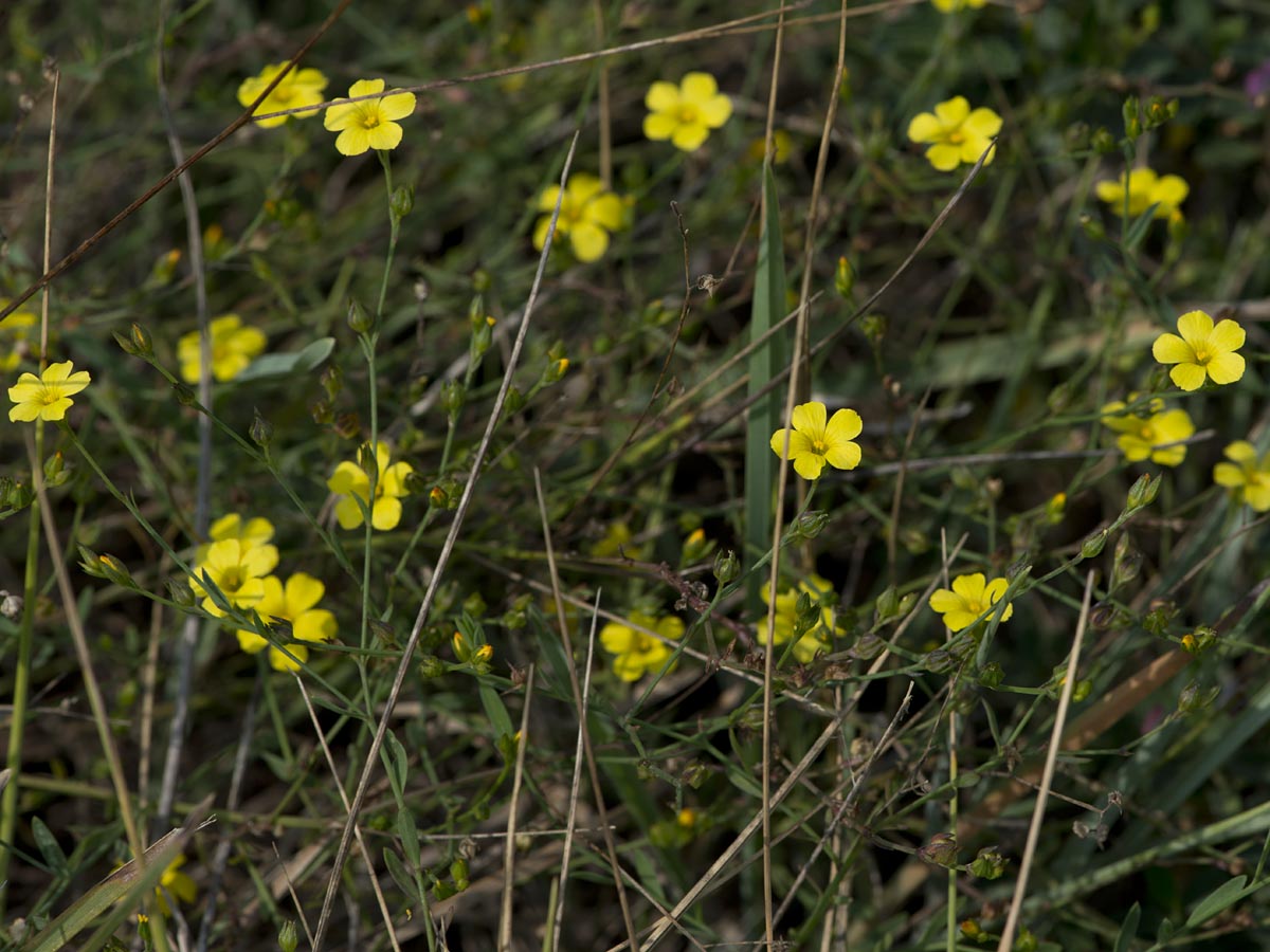 Linum trigynum