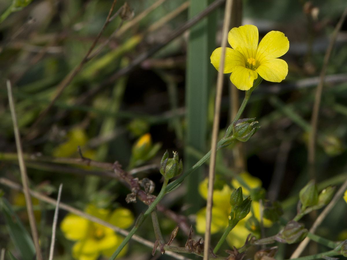 Linum trigynum