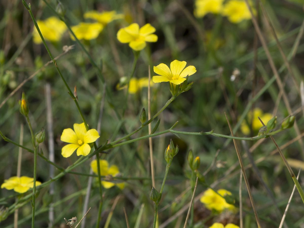 Linum trigynum