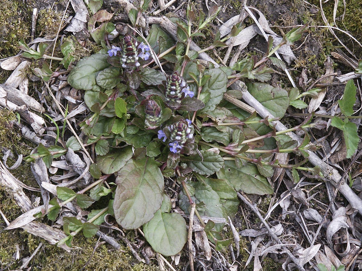 Ajuga reptans