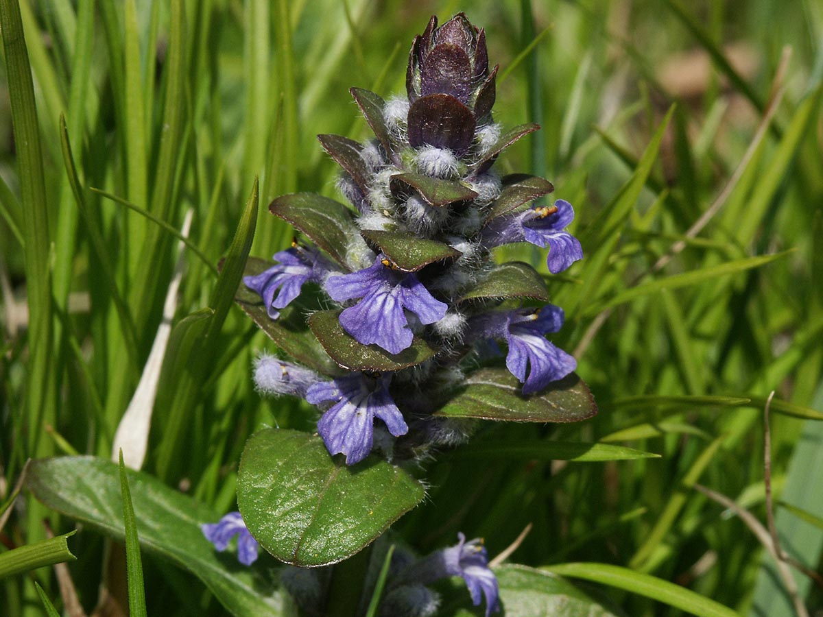 Ajuga reptans