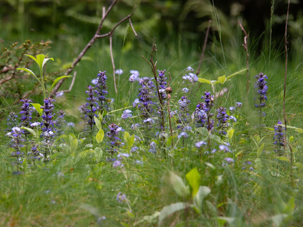 Ajuga reptans