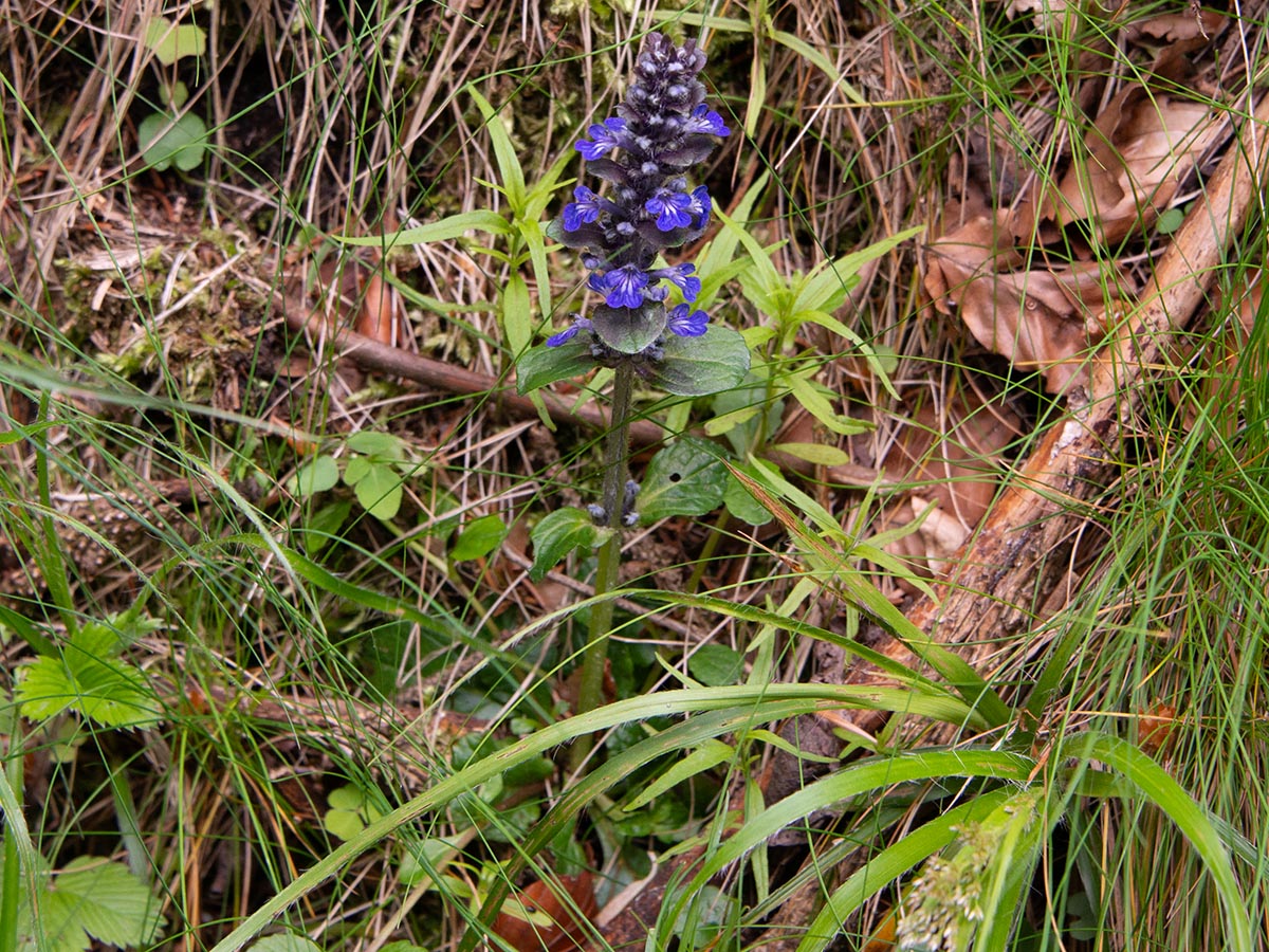 Ajuga reptans