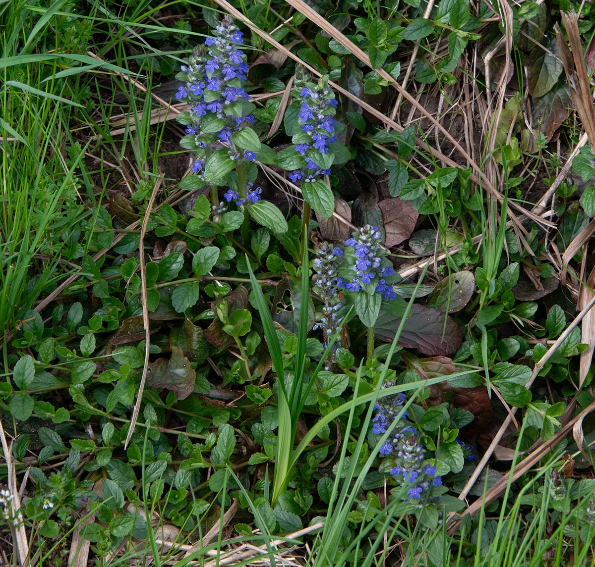 Ajuga reptans