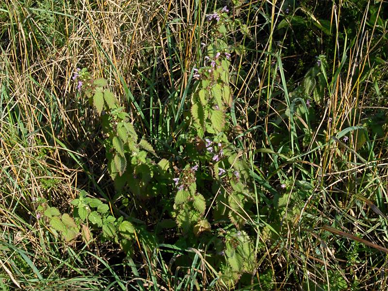 Ballota nigra ssp. nigra