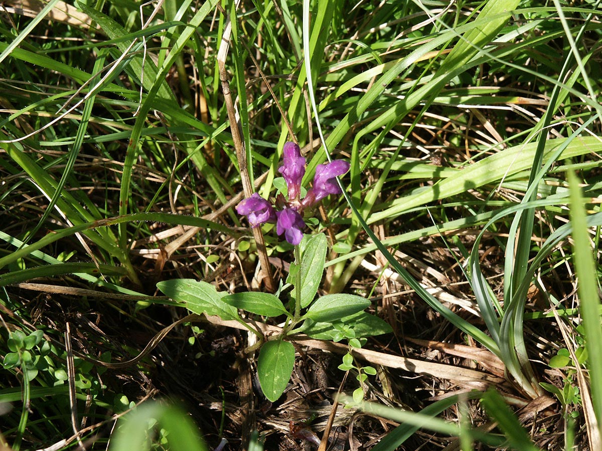 Prunella grandiflora