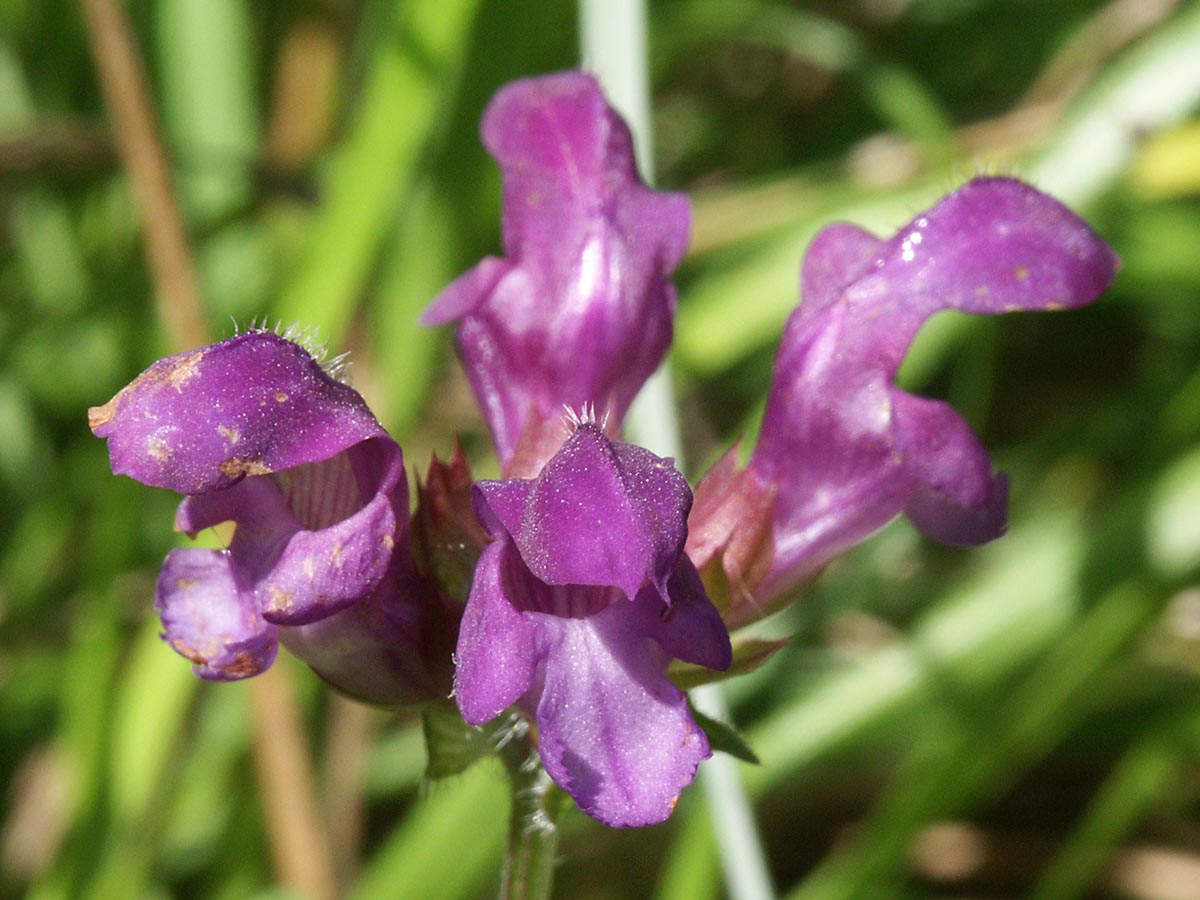 Prunella grandiflora