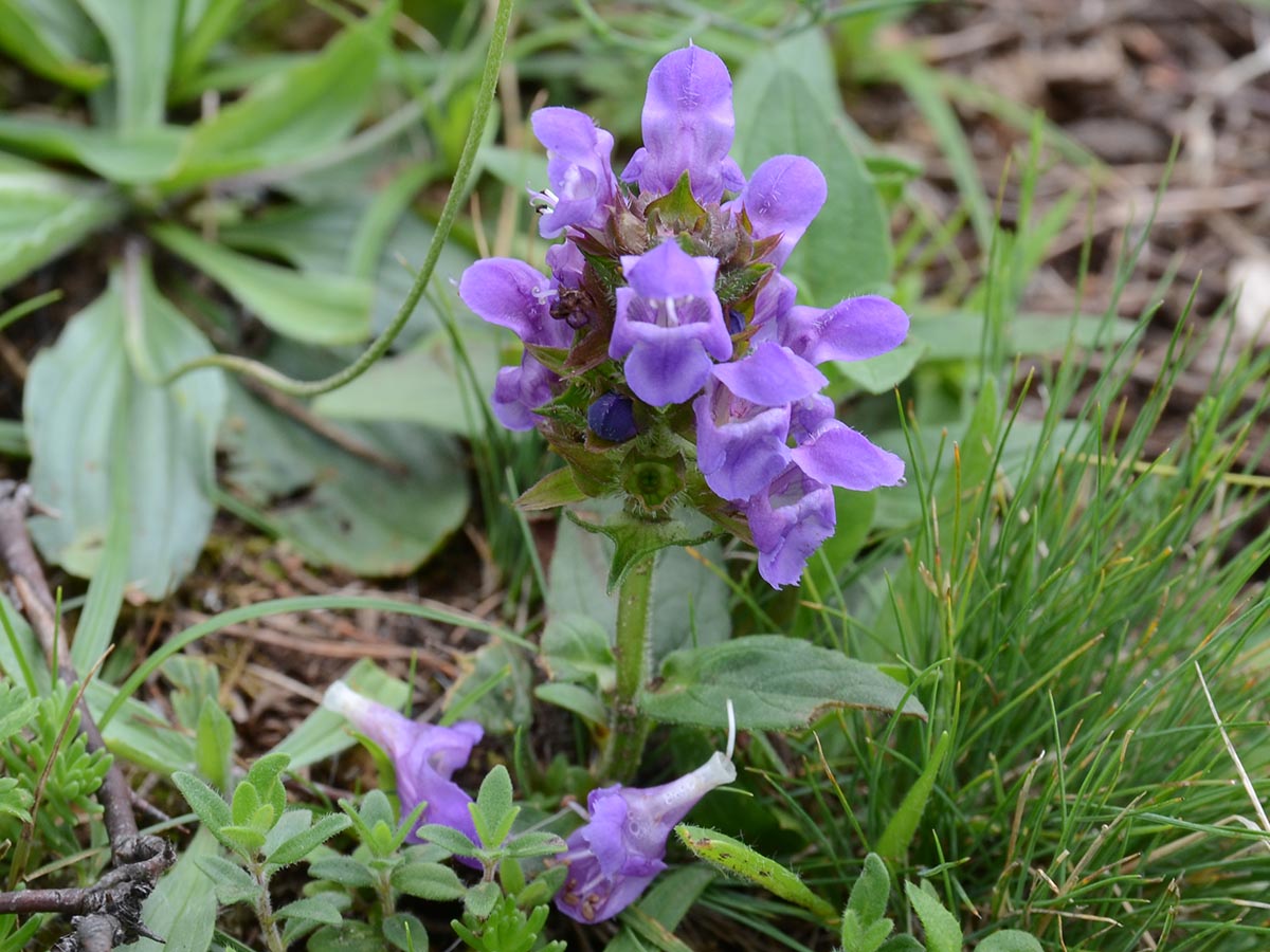 Prunella grandiflora