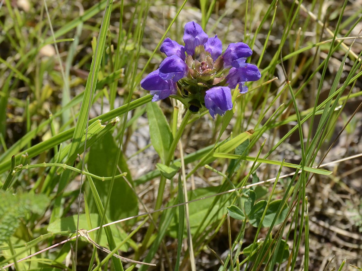 Prunella grandiflora