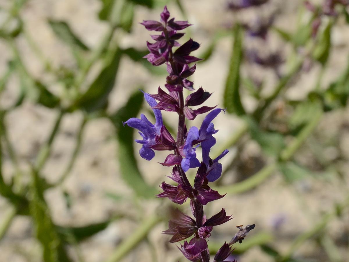 Salvia nemorosa