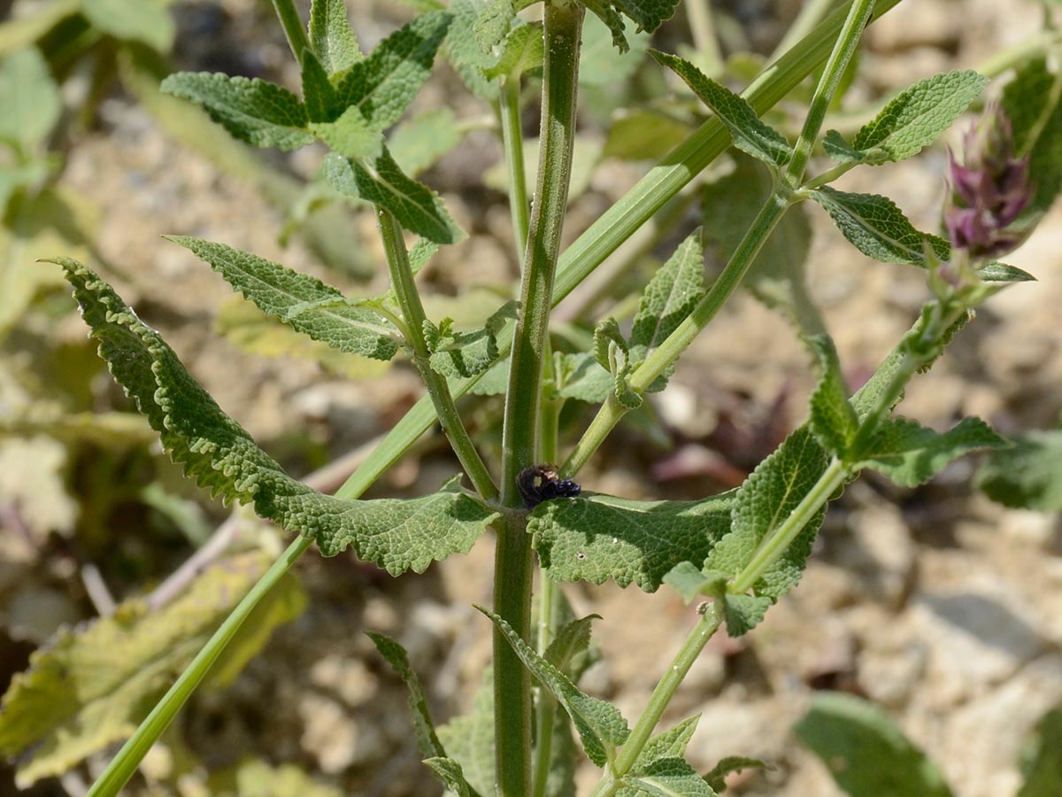 Salvia nemorosa