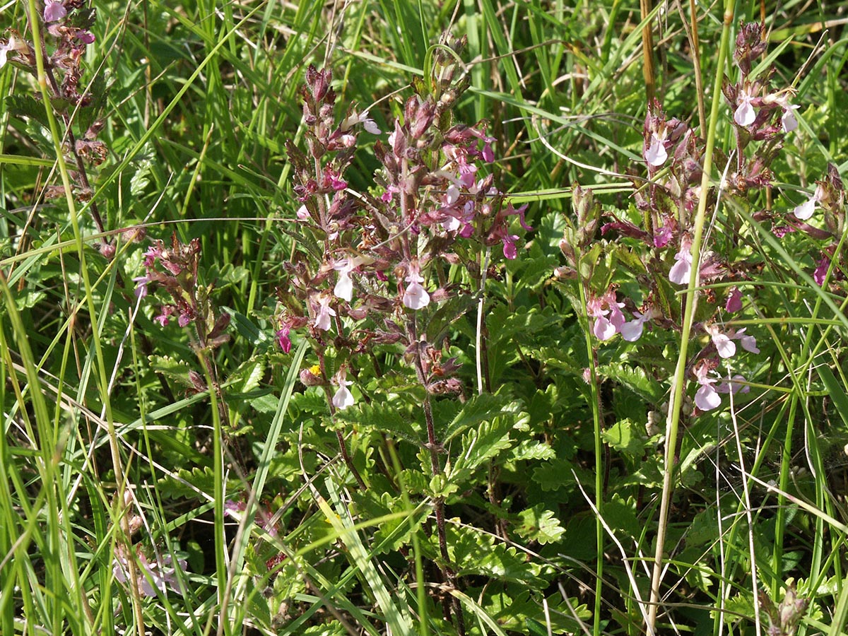 Teucrium chamaedrys