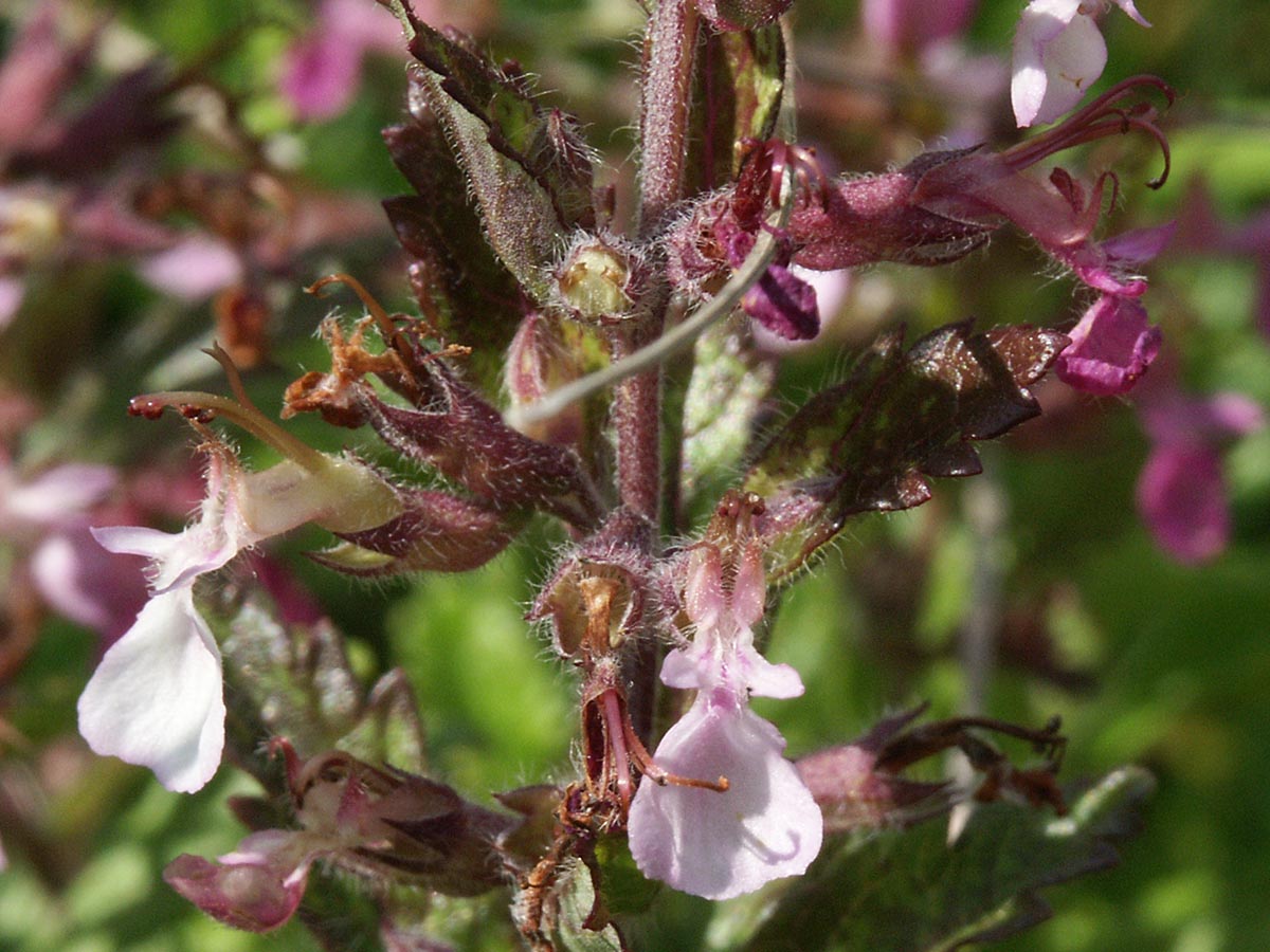 Teucrium chamaedrys