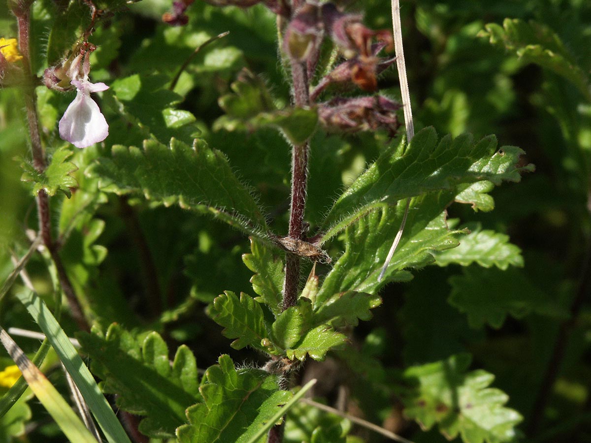 Teucrium chamaedrys