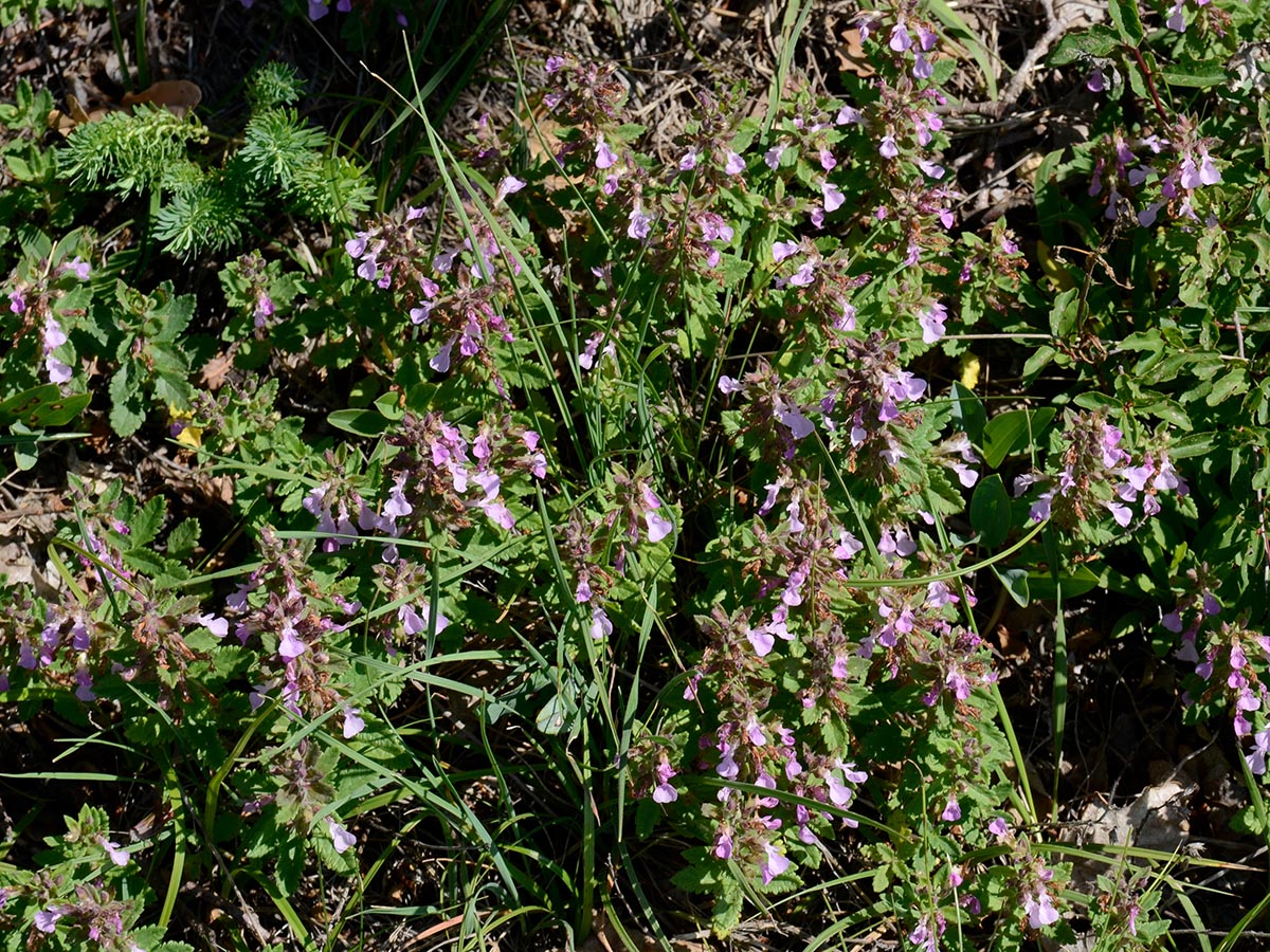 Teucrium chamaedrys