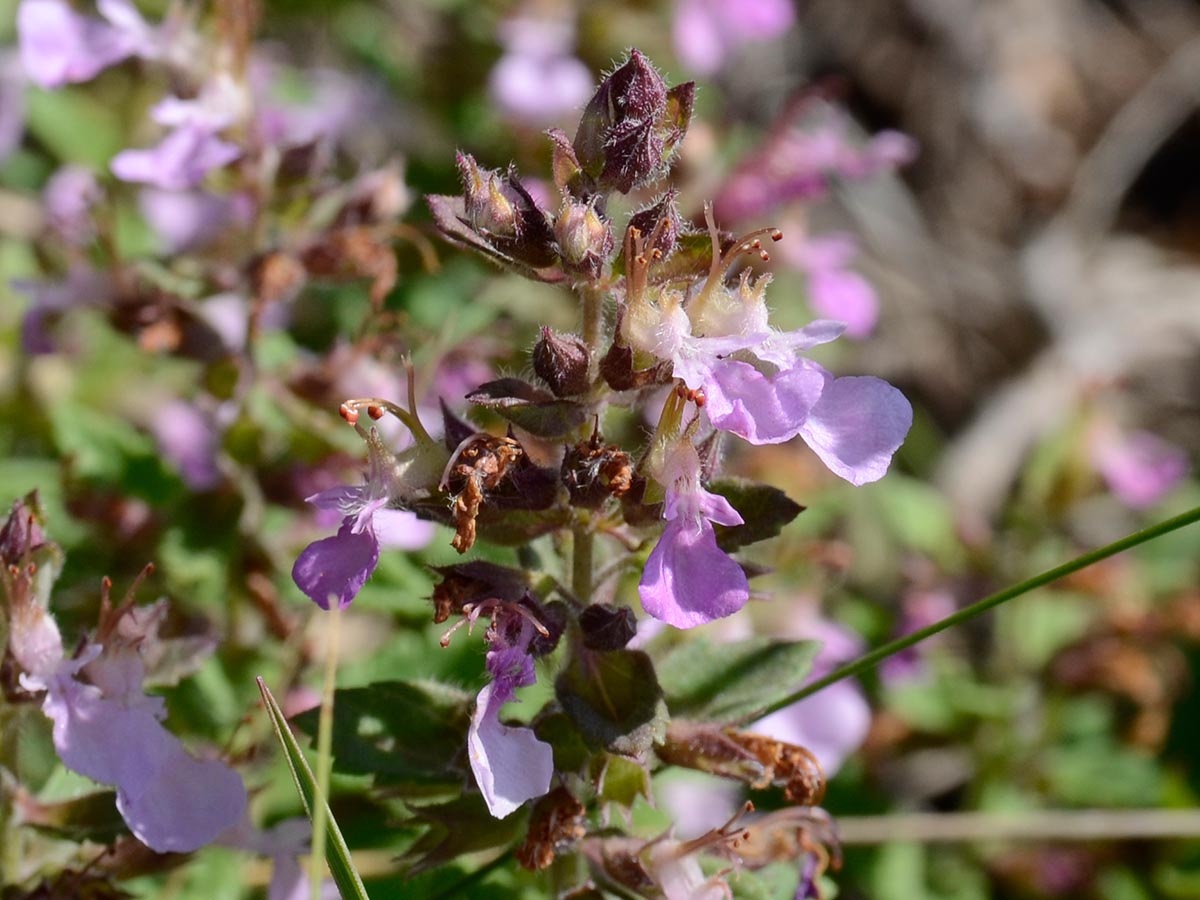 Teucrium chamaedrys