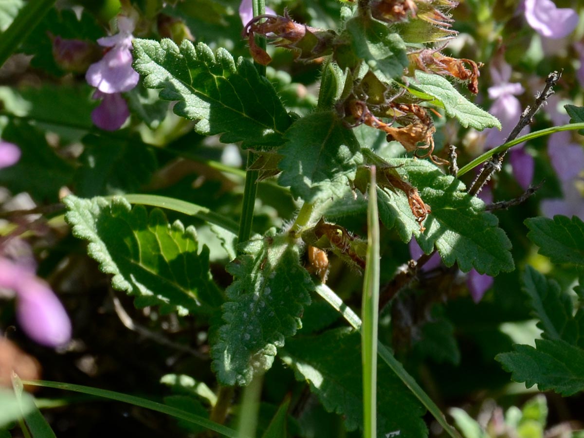 Teucrium chamaedrys