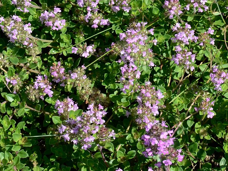 Thymus pulegioides ssp. pulegioides