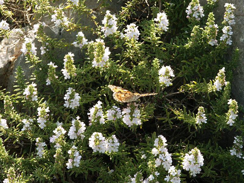 Thymus sp.