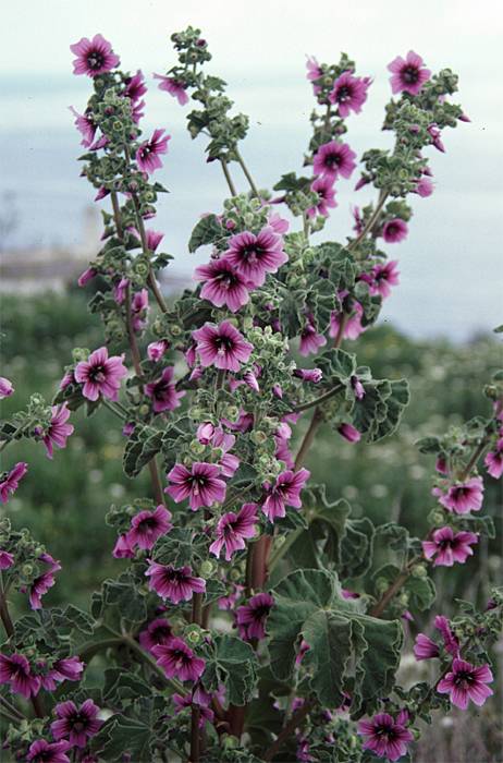 Lavatera arborea