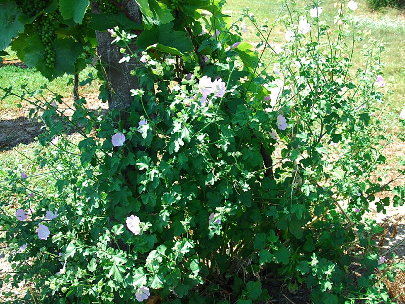 Lavatera thuringiaca