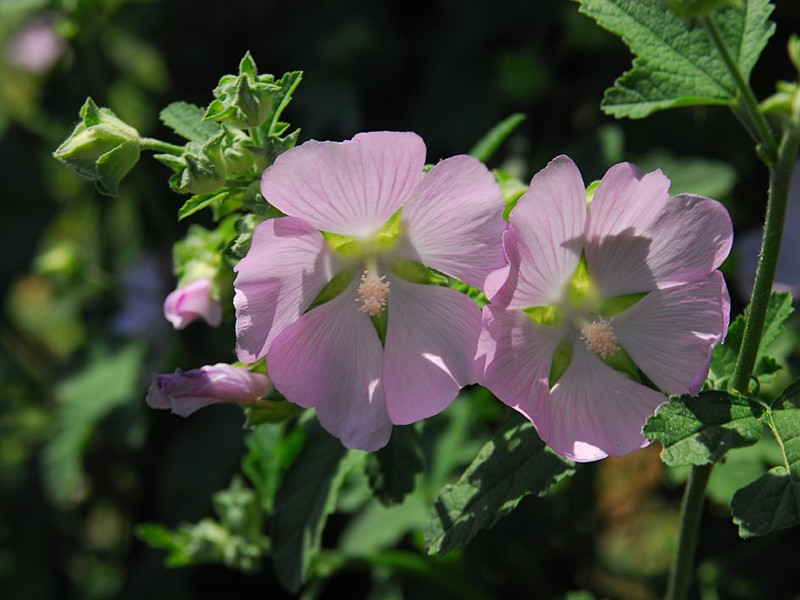 Lavatera thuringiaca