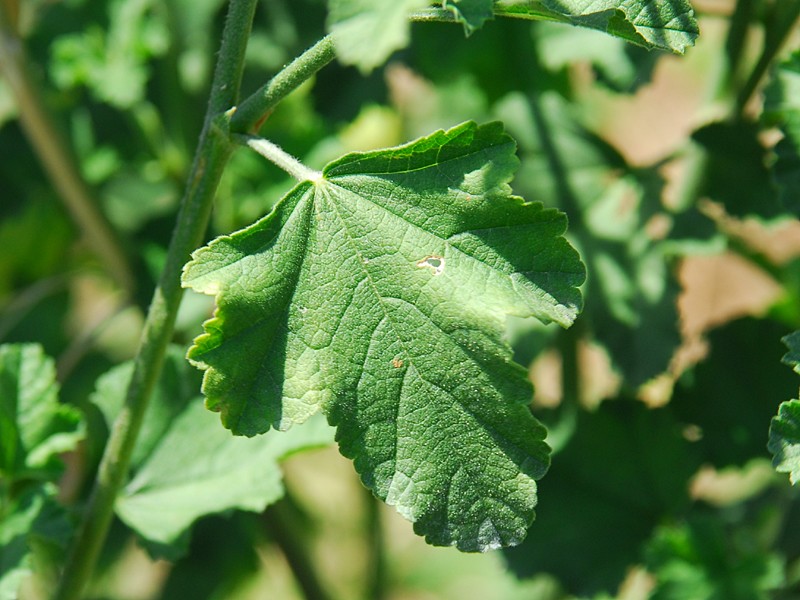 Lavatera thuringiaca