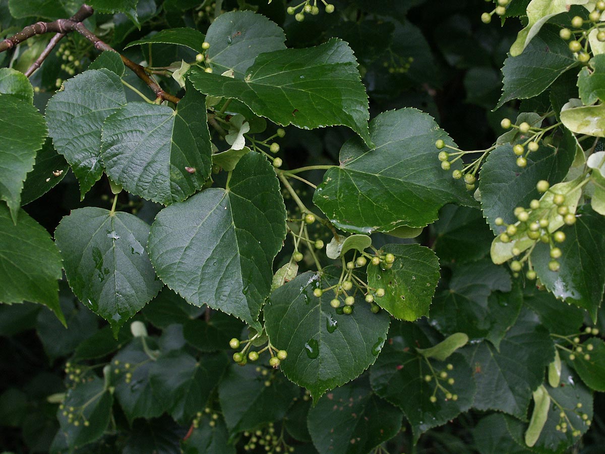 Tilia cordata