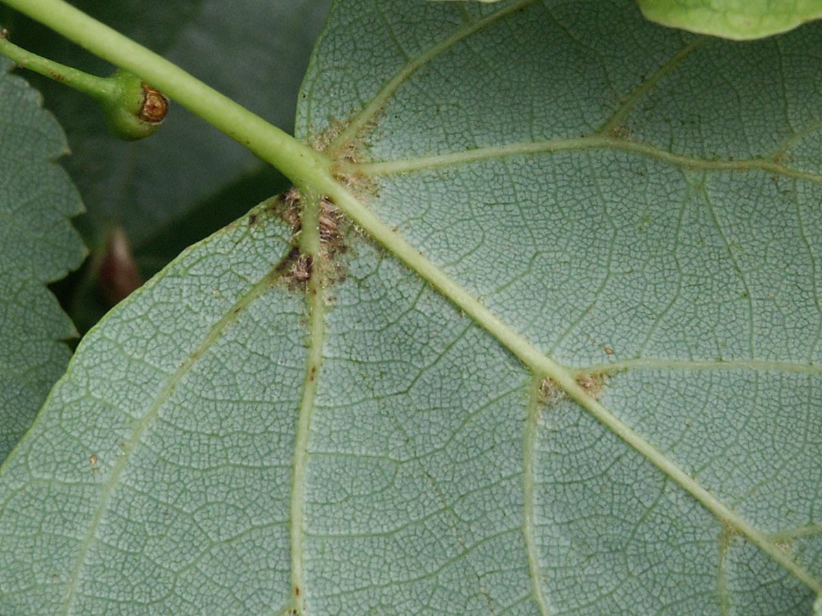 Tilia cordata