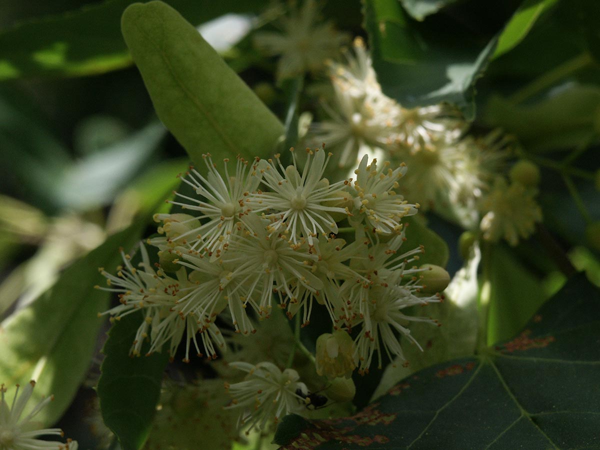 Tilia cordata