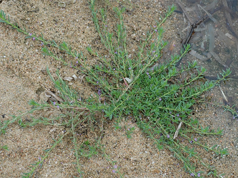 Lythrum hyssopifolia