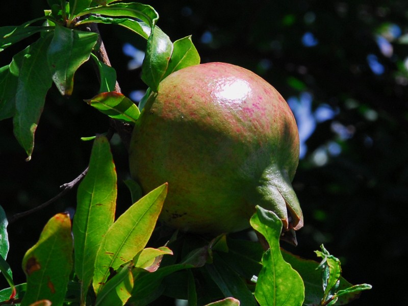 Punica granatum