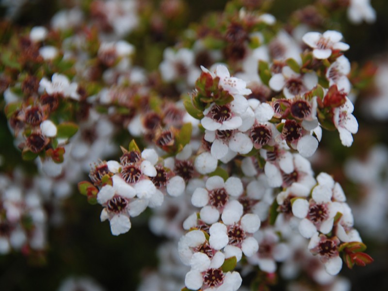 Leptospermum rupestre