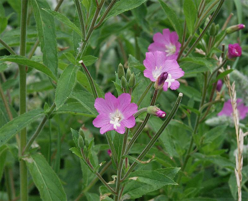 Epilobium hirsutum