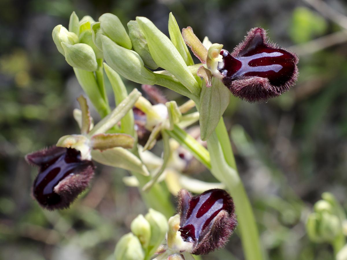 Ophrys incubacea