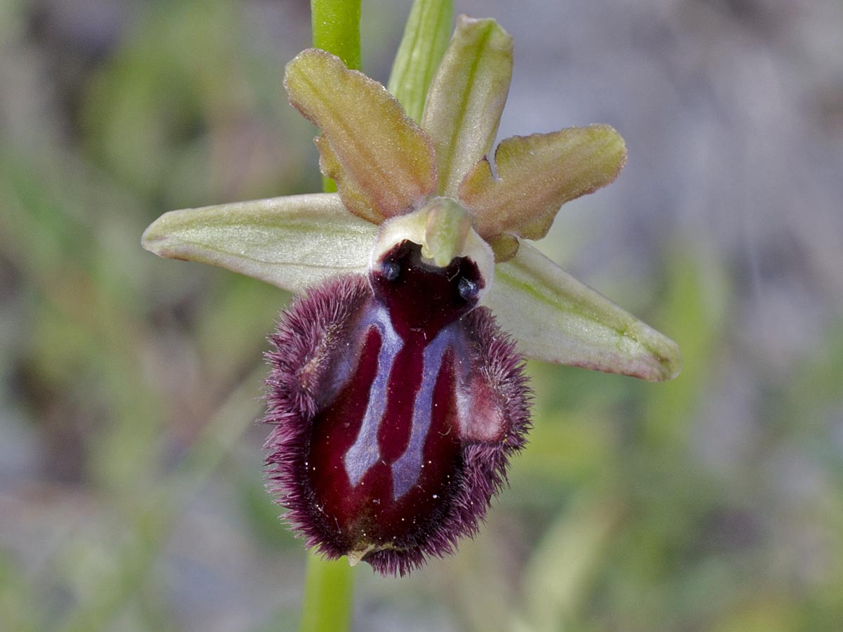 Ophrys incubacea