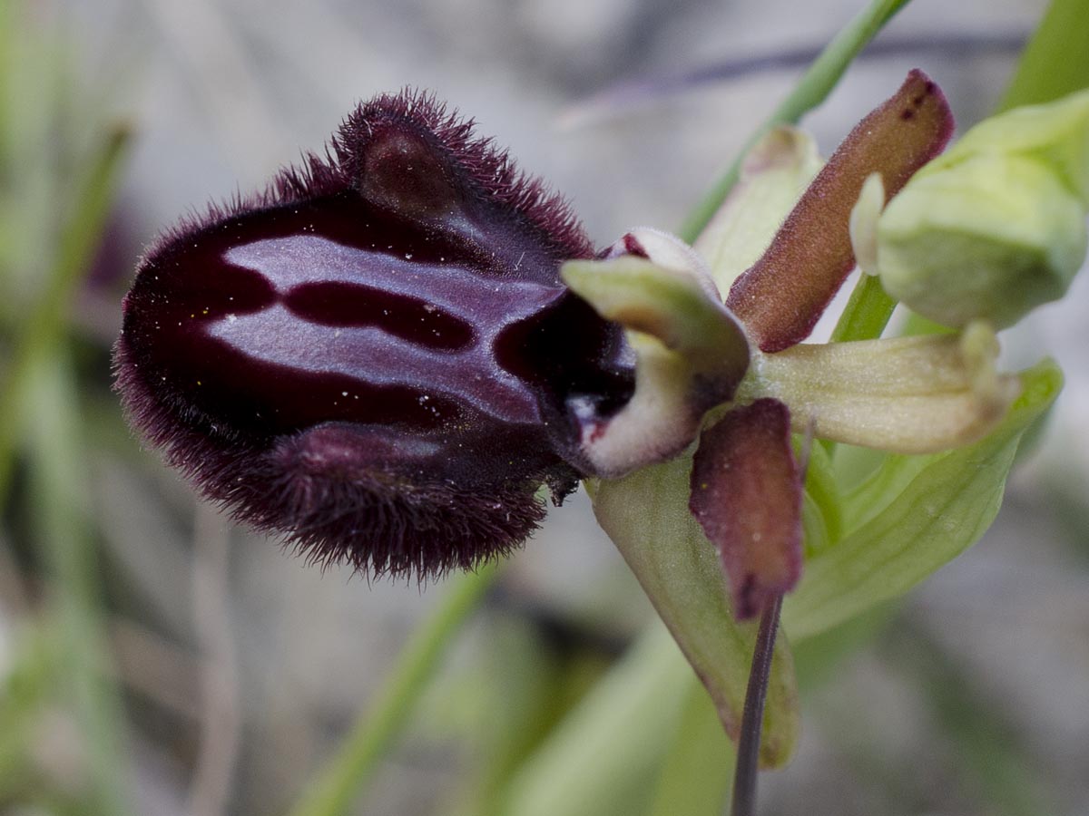 Ophrys incubacea