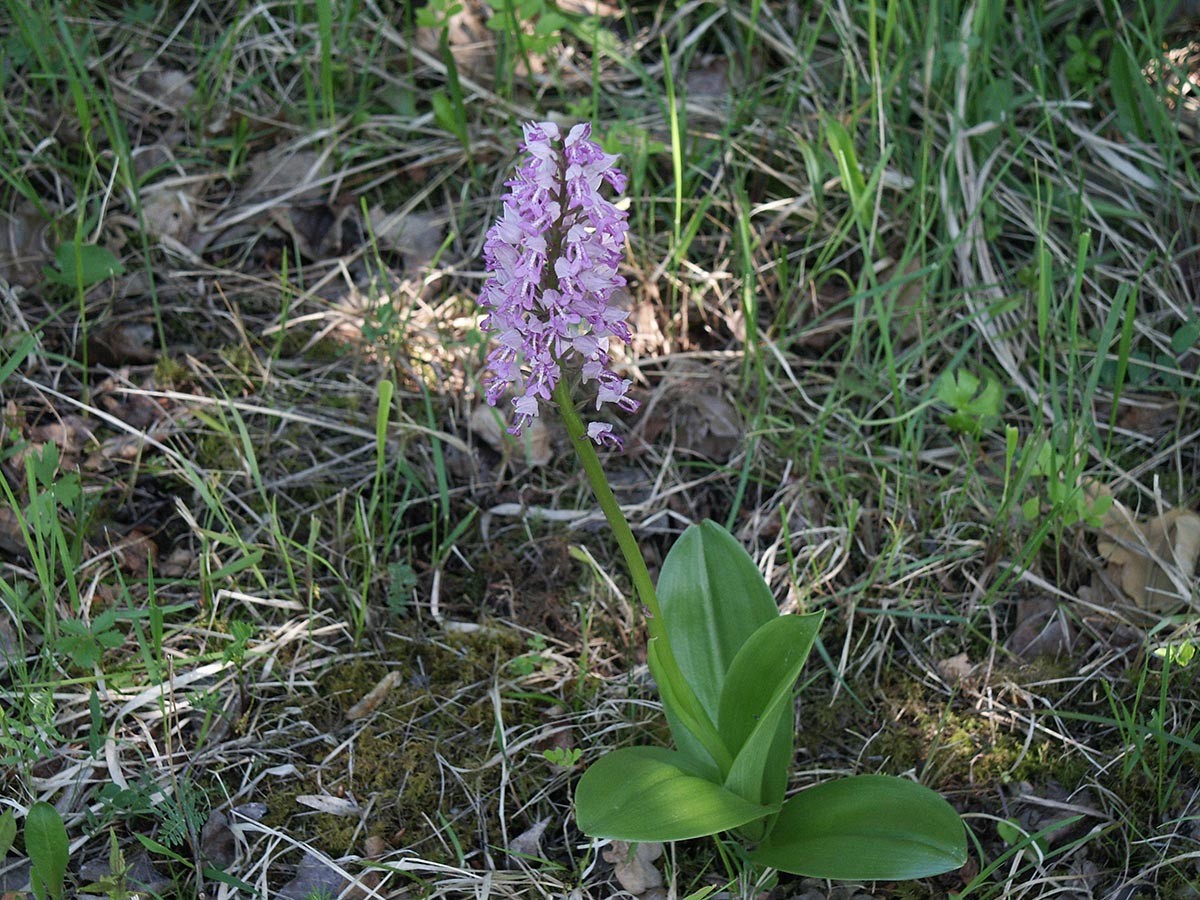 Orchis militaris