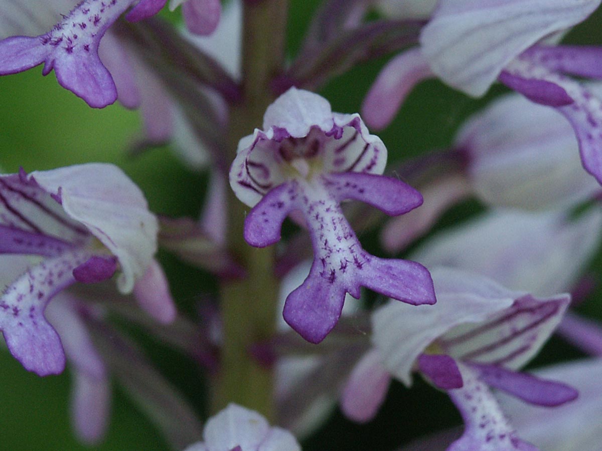 Orchis militaris