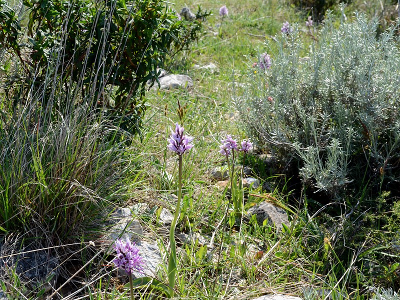 Orchis simia