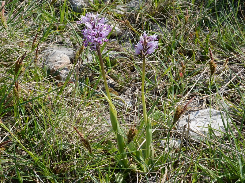 Orchis simia