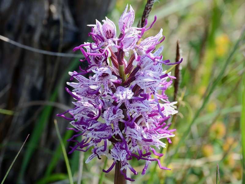 Orchis simia